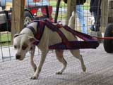 Canine Weight Pull