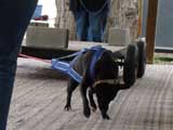 Canine Weight Pull