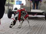 Canine Weight Pull