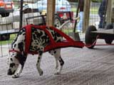 Canine Weight Pull