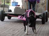Canine Weight Pull