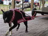 Canine Weight Pull