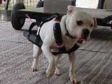 Canine Weight Pull