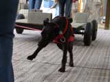 Canine Weight Pull