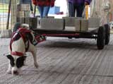Canine Weight Pull