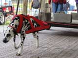 Canine Weight Pull