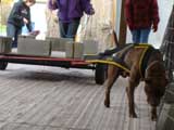 Canine Weight Pull