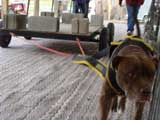 Canine Weight Pull