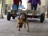 Canine Weight Pull