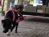 Canine Weight Pull