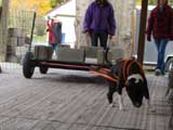 Canine Weight Pull