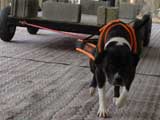 Canine Weight Pull