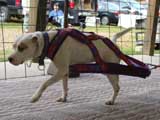 Canine Weight Pull