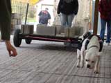 Canine Weight Pull