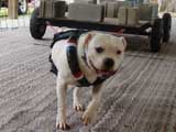 Canine Weight Pull