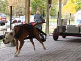 Canine Weight Pull