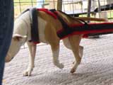 Canine Weight Pull