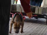 Canine Weight Pull