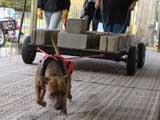 Canine Weight Pull