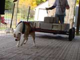 Canine Weight Pull