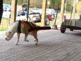 Canine Weight Pull