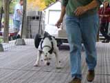Canine Weight Pull