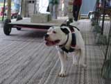 Canine Weight Pull