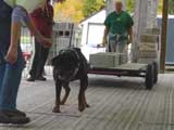 Canine Weight Pull