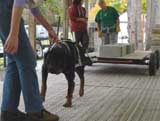 Canine Weight Pull