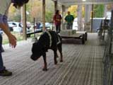 Canine Weight Pull
