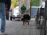 Canine Weight Pull