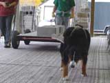 Canine Weight Pull