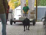 Canine Weight Pull