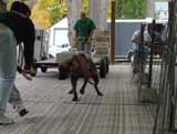 Canine Weight Pull