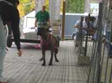 Canine Weight Pull