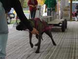 Canine Weight Pull