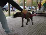 Canine Weight Pull