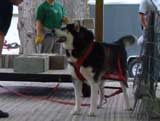 Canine Weight Pull