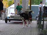 Canine Weight Pull