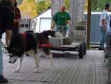 Canine Weight Pull