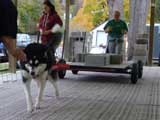 Canine Weight Pull