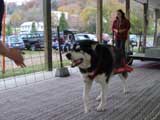 Canine Weight Pull