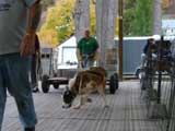 Canine Weight Pull