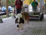 Canine Weight Pull