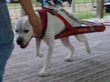 Canine Weight Pull