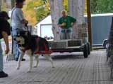 Canine Weight Pull