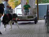 Canine Weight Pull