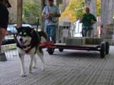 Canine Weight Pull