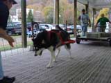 Canine Weight Pull