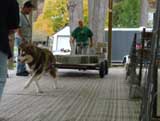 Canine Weight Pull